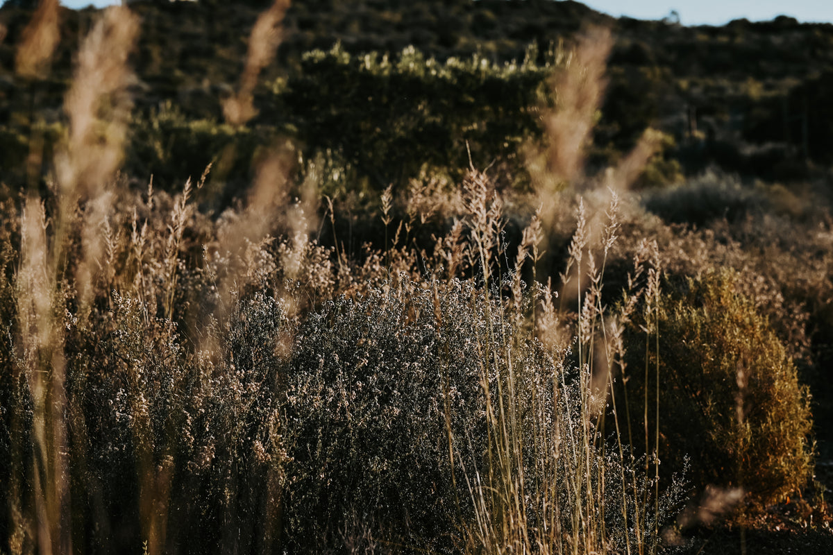 Fynbos and grasses with mountains near Montagu