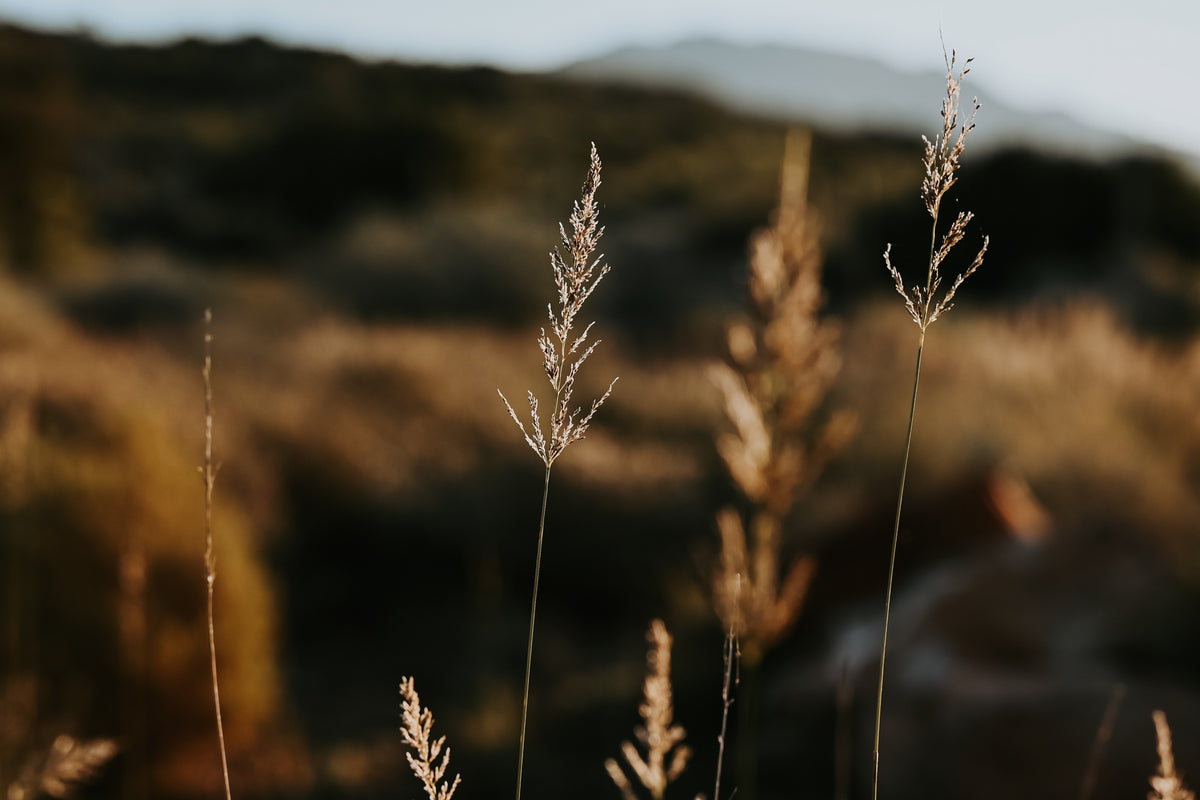 Wild grass stems in the Karoo