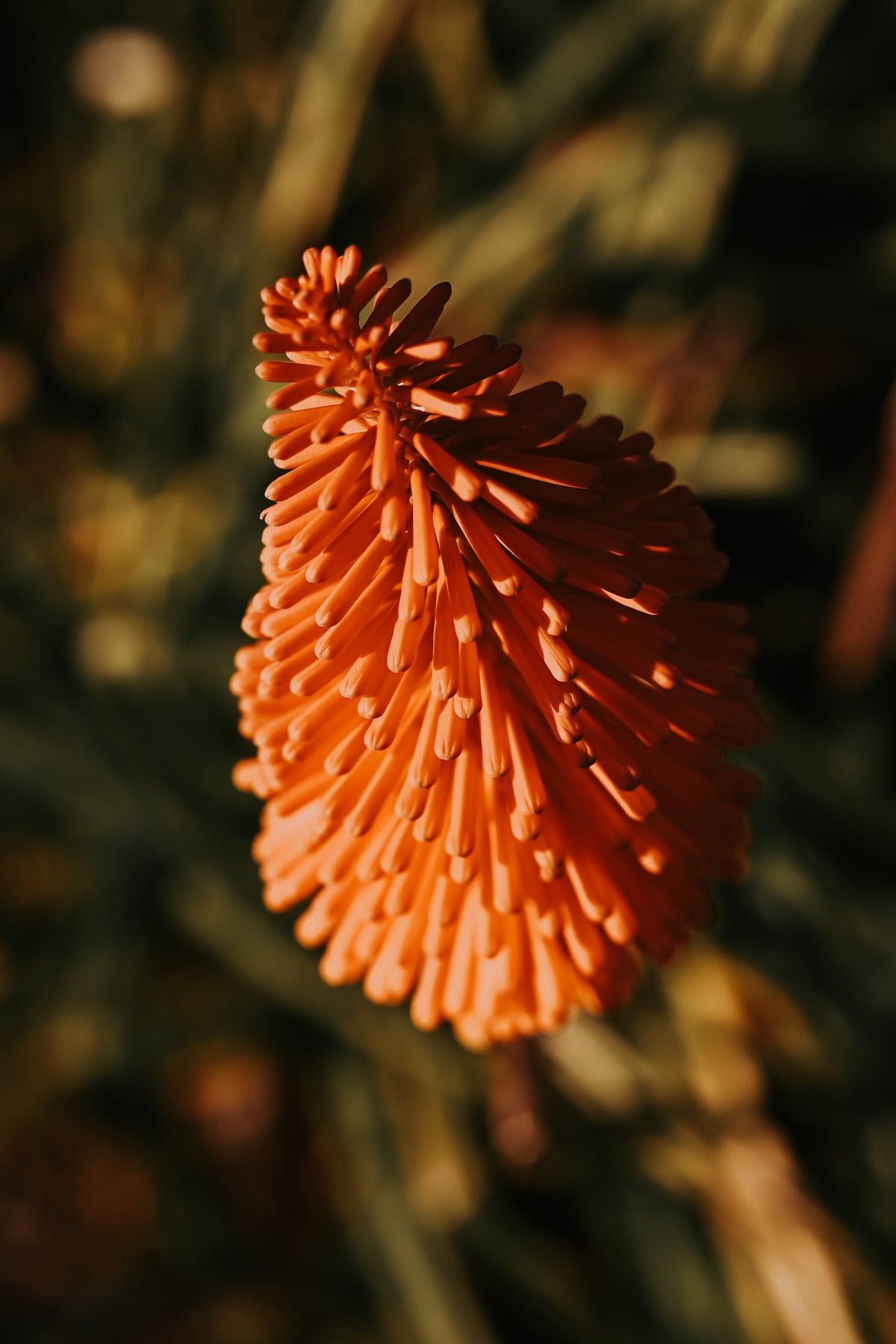Red-hot poker flowers in the Karoo veld
