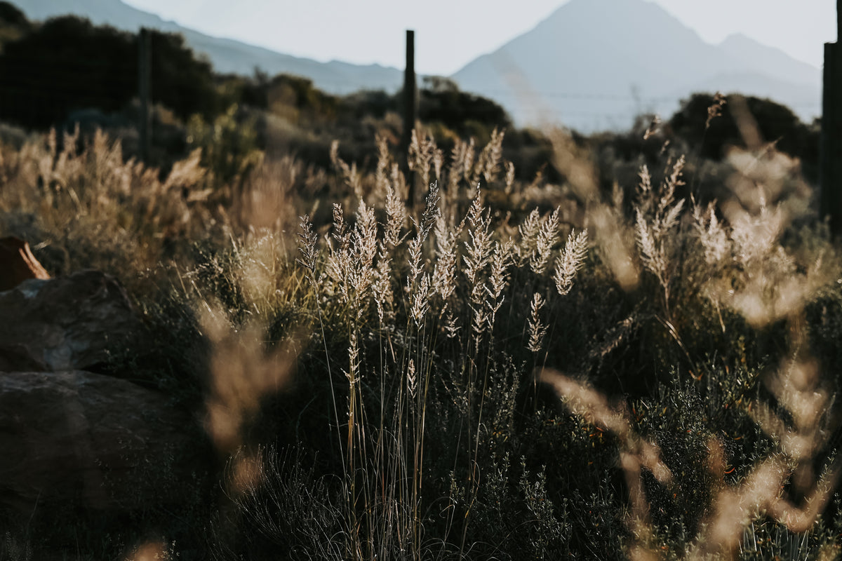 Fynbos and grasses on Tahlia Farm